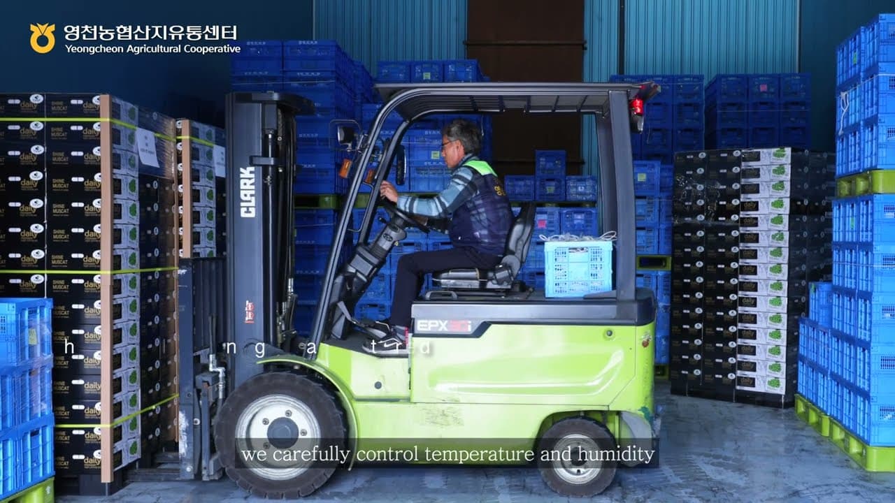 영천농협 샤인머스켓 수출용 콘텐츠