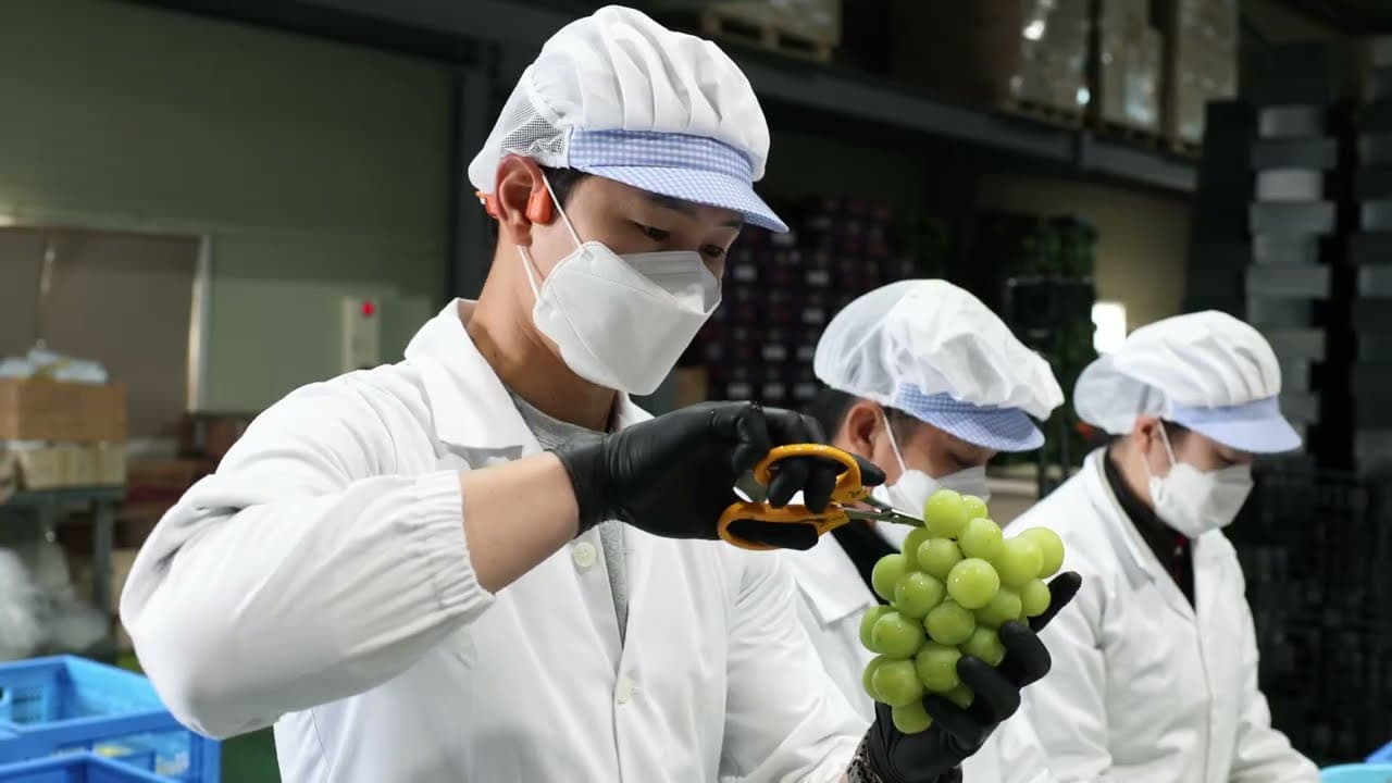 영천농협 샤인머스켓 수출용 콘텐츠 (한국어 버전)